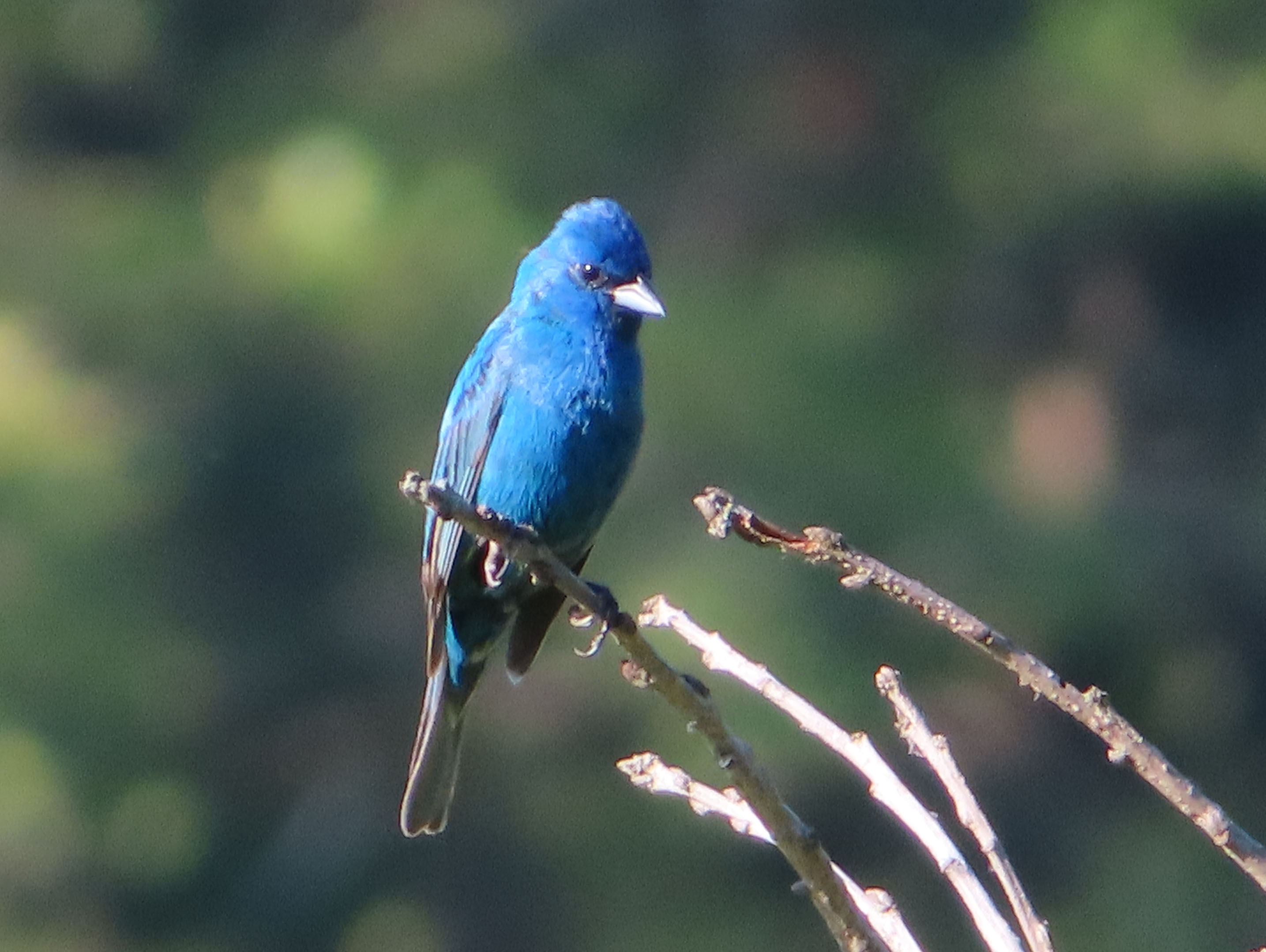 07/08/2022 Indigo Bunting